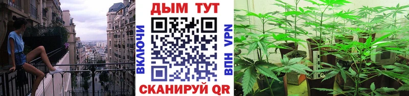 Конопля гибрид  Зеленоградск 